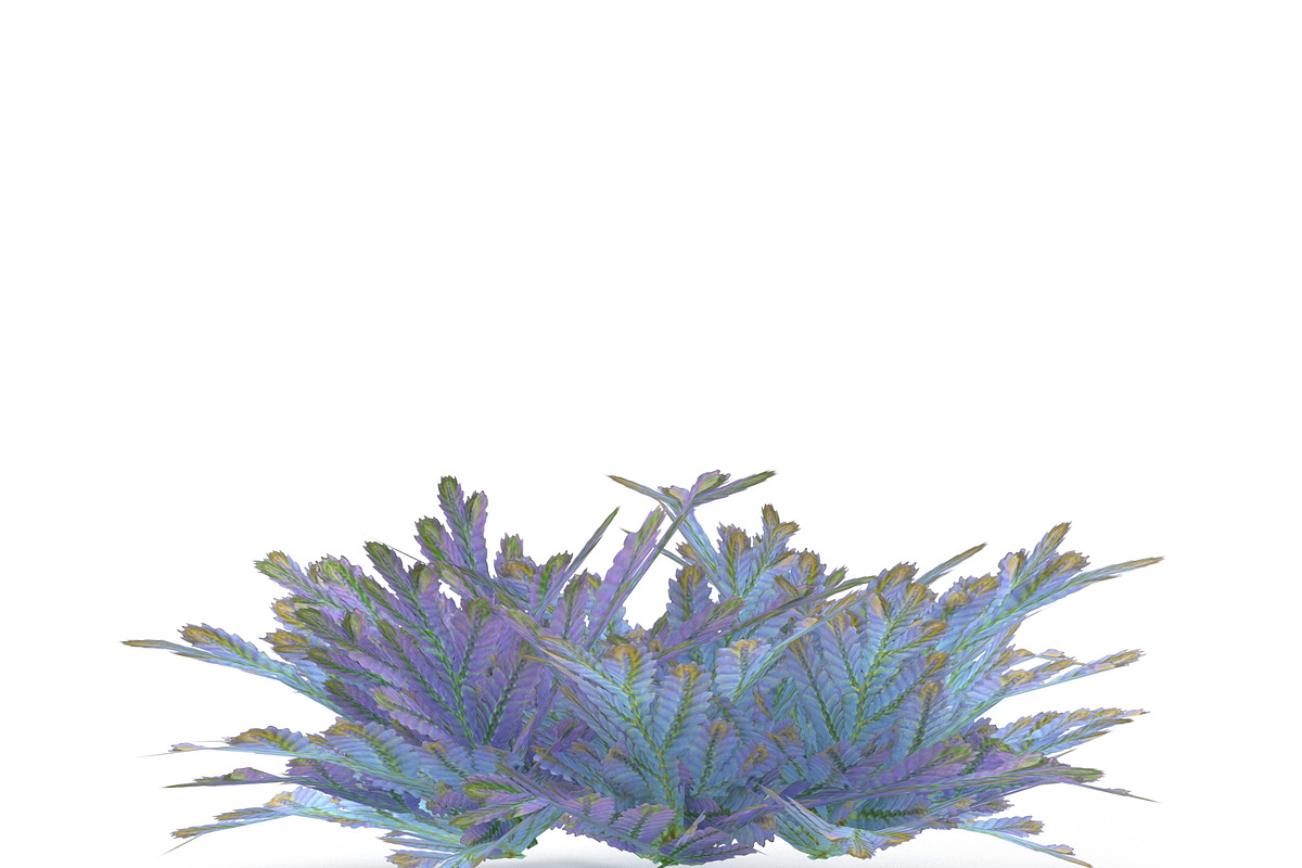 Selaginella V3, an Environmental 3D Model by AndrewWhite (Photo 6 of 9)