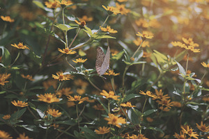 Butterfly pattern 02 featuring photo, pack, and bundle