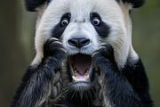 236 surprised animals, an Animal Photo by Handmadefont (Thumbnail 116 of 241)