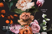 Transience - Hand-painted Gouache, an Illustration by SmallHouseBigPony (Thumbnail 16 of 16)