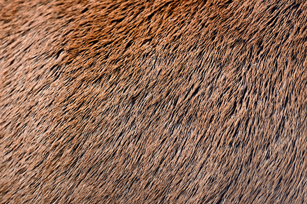 Deer skin texture, an Abstract Photo by Byrdyak