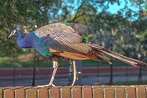 Peacock on low wall in garden setting, an Animal Photo by DanFLCreativo