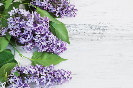 fresh branch of lilac