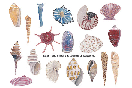 Seashells clipart & patterns