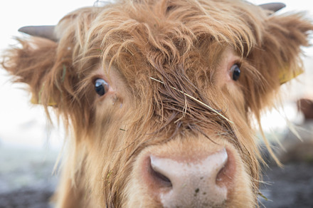 A close up shot of adorable alpine, a Nature Photo by Barcelona_dreams