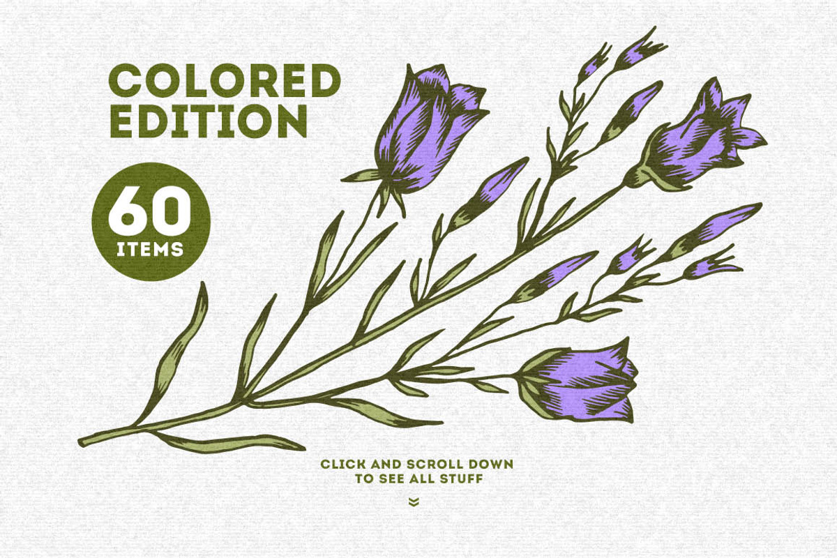 Wild & Medical Herbs, a Food Illustration by Chelovector (Photo 2 of 5)