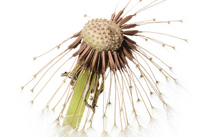 Close-up of a dandelion in the seed ripening phase, most of whic, a Nature Photo by ndanko