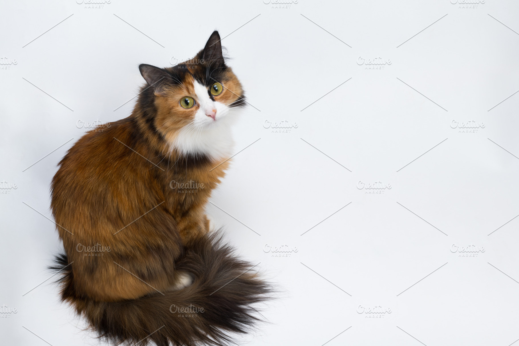 Multicolored young cat on a white b containing cat, pet, and animal, an Animal Photo by oleghz