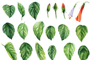 Watercolor tropical hibiscus flowers, an Object Illustration by Hanna Hryharenka (Thumbnail 6 of 18)