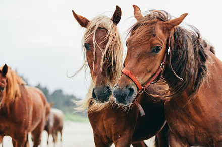 Two bay horses standing next to each other on the beach., an Animal Photo by Photocreo Michal Bednarek