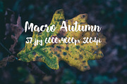 Macro Autumn photo bundle, a Templates & Theme by ApertureVintage (Thumbnail 13 of 21)
