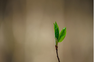 Fresh green leaves background, a Nature Photo by Lukas Jonaitis SHOP
