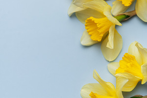 Daffodils creating a vibrant contrast on pastel blue background, a Holiday Photo by Olena Rudo