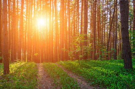Sunset or dawn in a pine forest with lilies of the valley blooming on the groun, a Nature Photo by Eugene_Photo