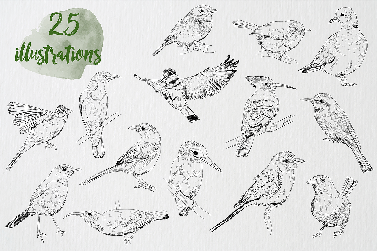 Birds of Africa Illustrations, a Decorative Illustration by CL Creative Studio (Photo 2 of 14)