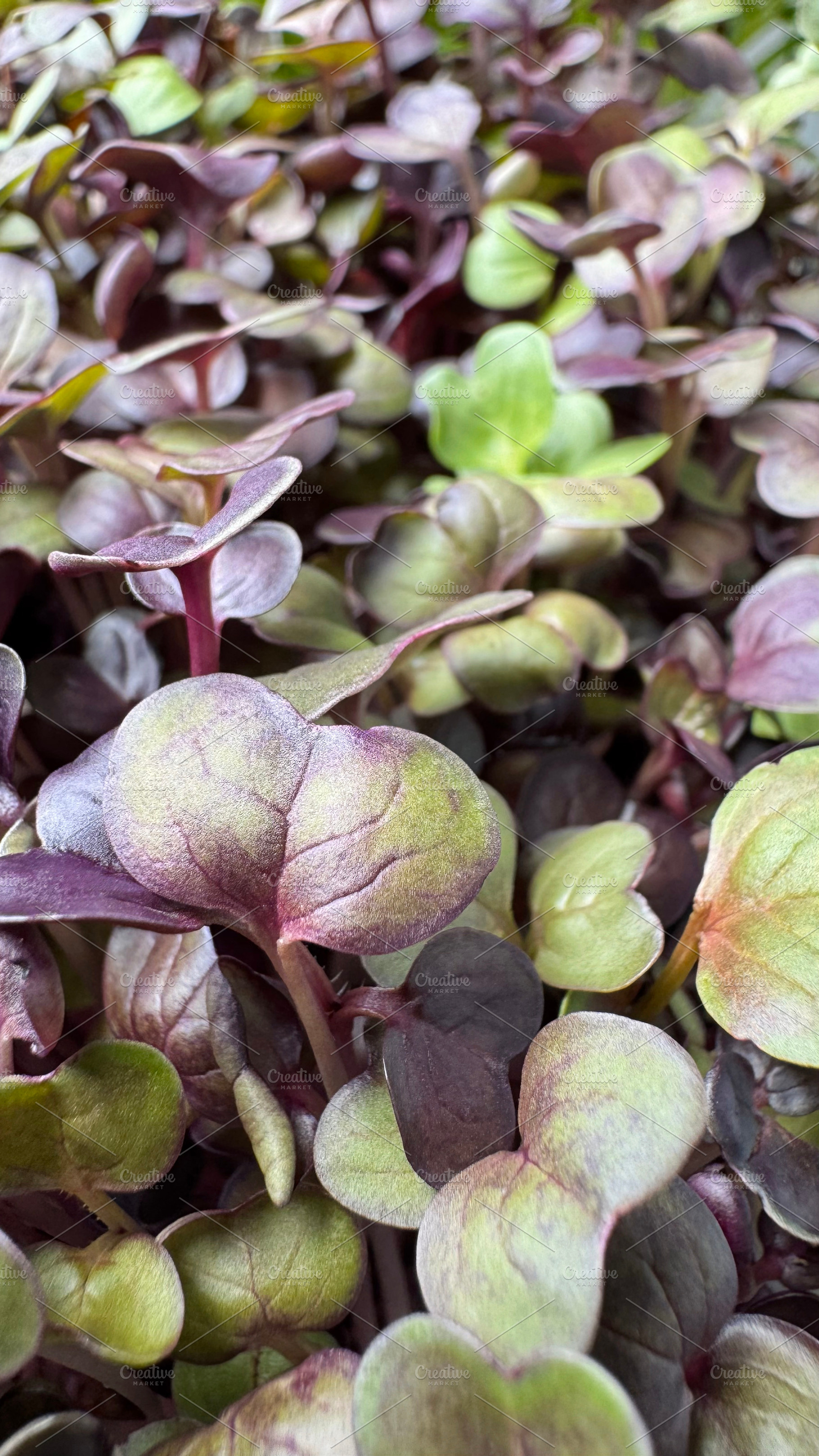 Microgreen red radish sprouts backgr, a Nature Photo by ArtBackground