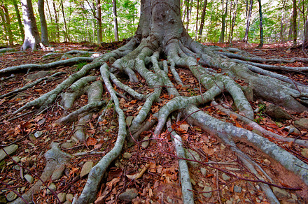 Roots in a beech forest containing nature, tree, and forest