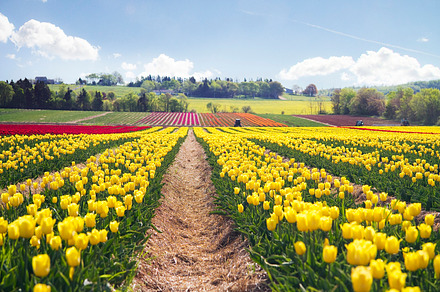 Tulip field