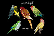 Watercolor small parrots, an Illustration by NNclipart (Thumbnail 3 of 4)