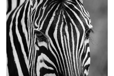 Zebra portrait in black and white featuring sitting, portrait, and monochrome, an Animal Photo by pytyczech