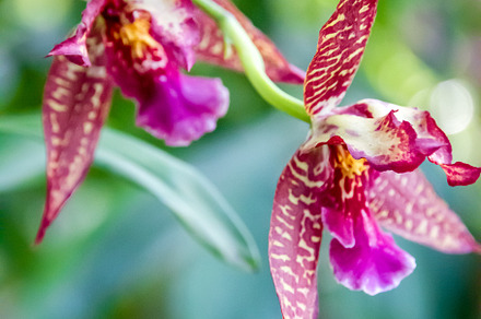 Orchid flower, rare species, a Background Photo by GoodGoods