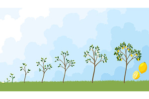 Life cycle of lemon tree. Stages of, an Object Illustration by the8monkey