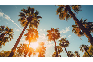 canopy sun palm trees ai generated, a Nature Photo by pikepicture