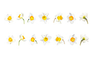 Vector object brushes. Daffodils, a Brush Add-On by Peolla (Thumbnail 5 of 11)