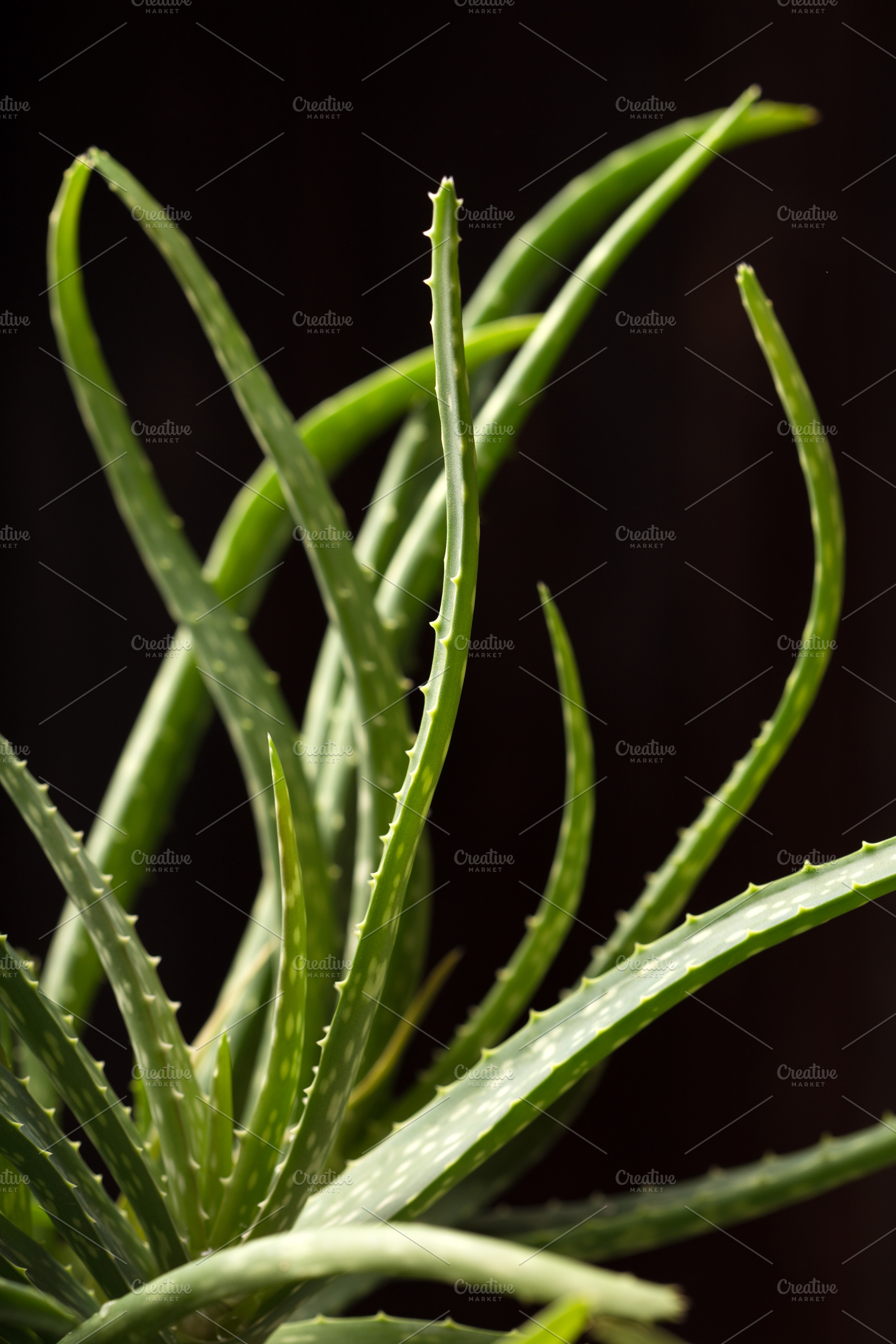 Close up of aloe vera plant containing aloe, vera, and plant, a Health & Medical Photo by peterzsuzsa