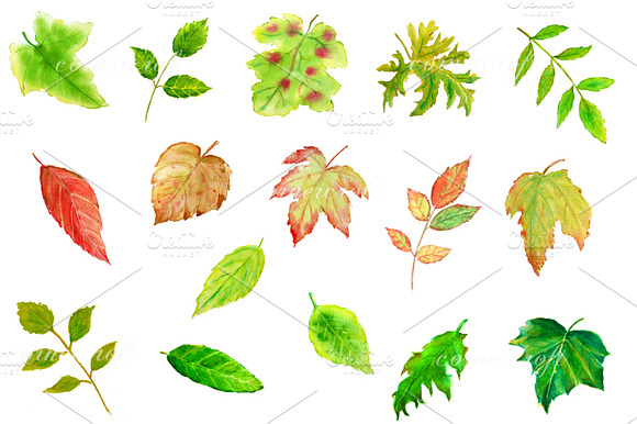 Watercolor Leaves Clipart preview 3