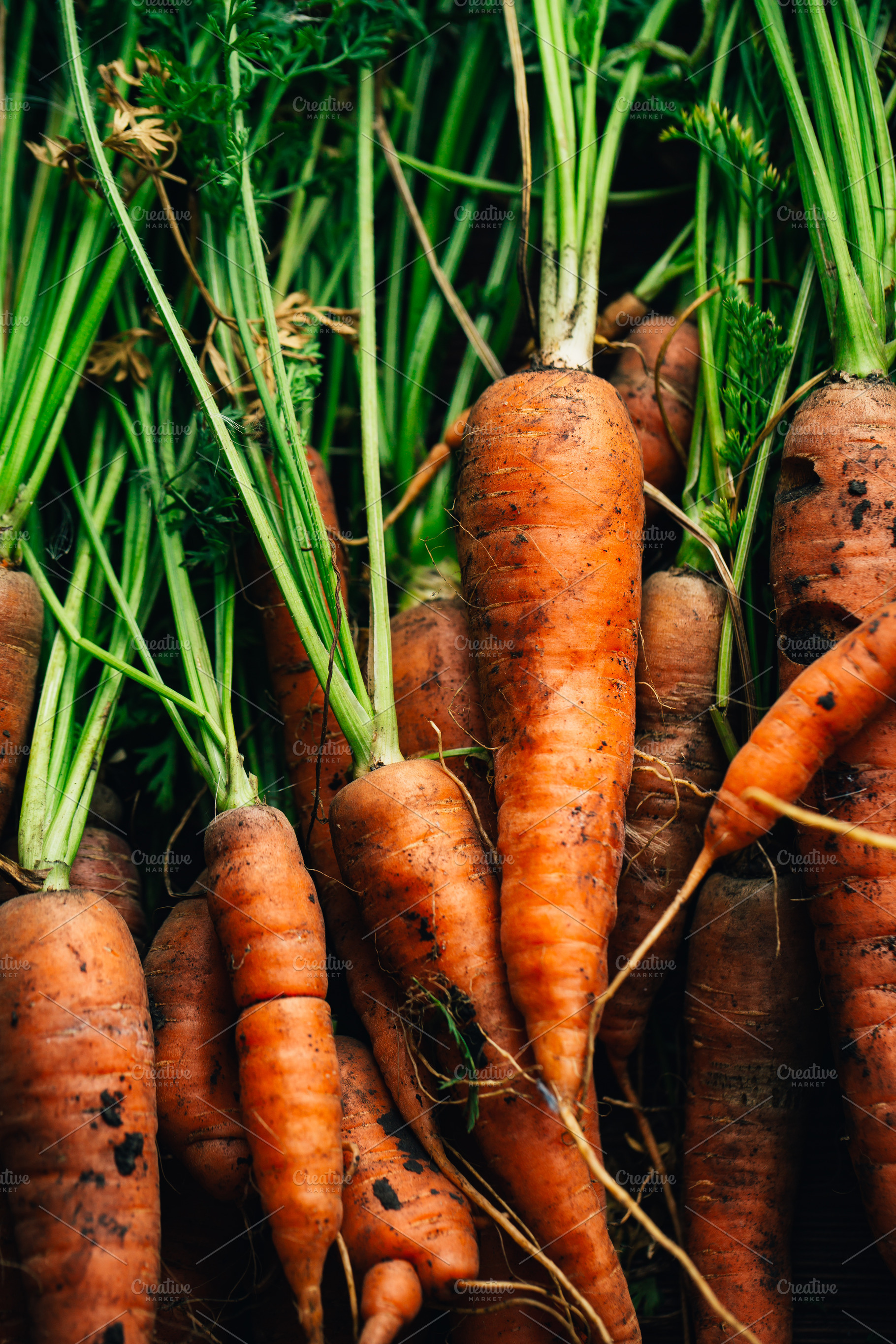 Fresh carrots closeup on a wooden b featuring raw, food, and organic, a Food & Drink Photo by ruslan117