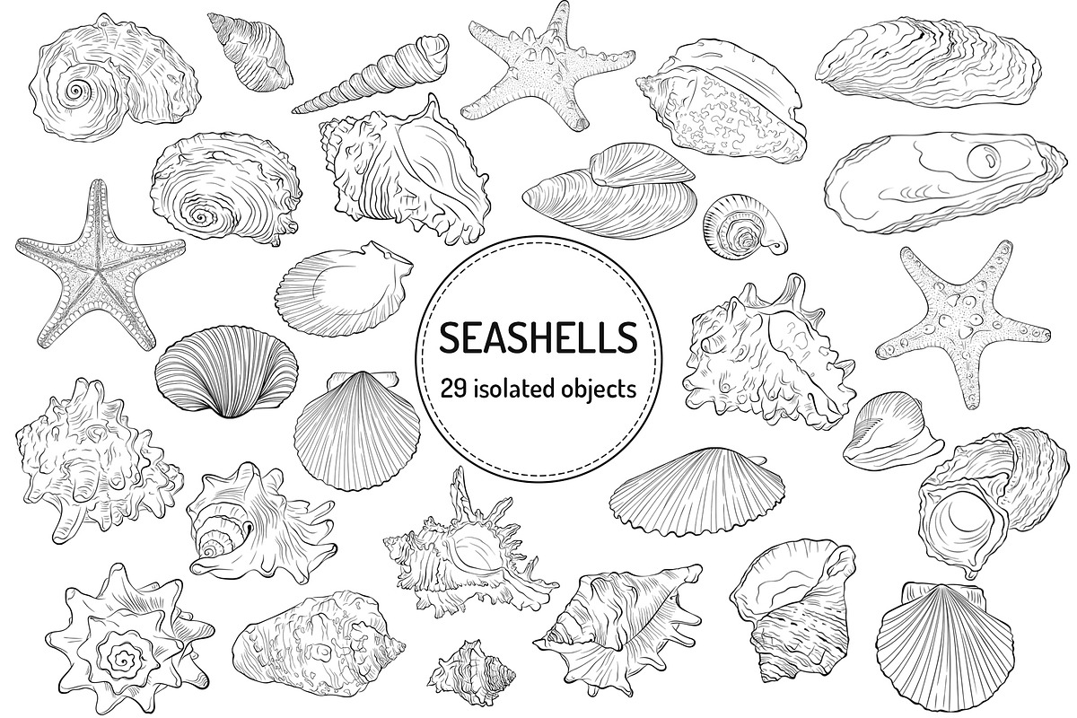 Seashells Vector Collection Line Art, an Animal Illustration by ennona_art (Photo 2 of 6)