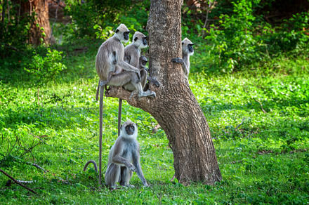 Five langur monkeys resting under a tree in lush green surroundings during a su