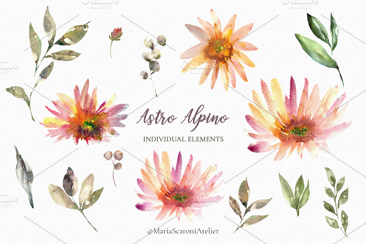 Astro Alpino - Watercolor Flowers, a Decorative Illustration by MariaScaroniAtelier (Photo 5 of 7)