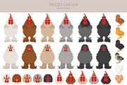 Frizzle Chicken breed clip art, an Animal Illustration by pet design shop (Thumbnail 4 of 5)
