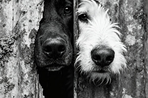 Curious Dogs Peeking Through Barrier, an Animal Photo by Virgo Studio
