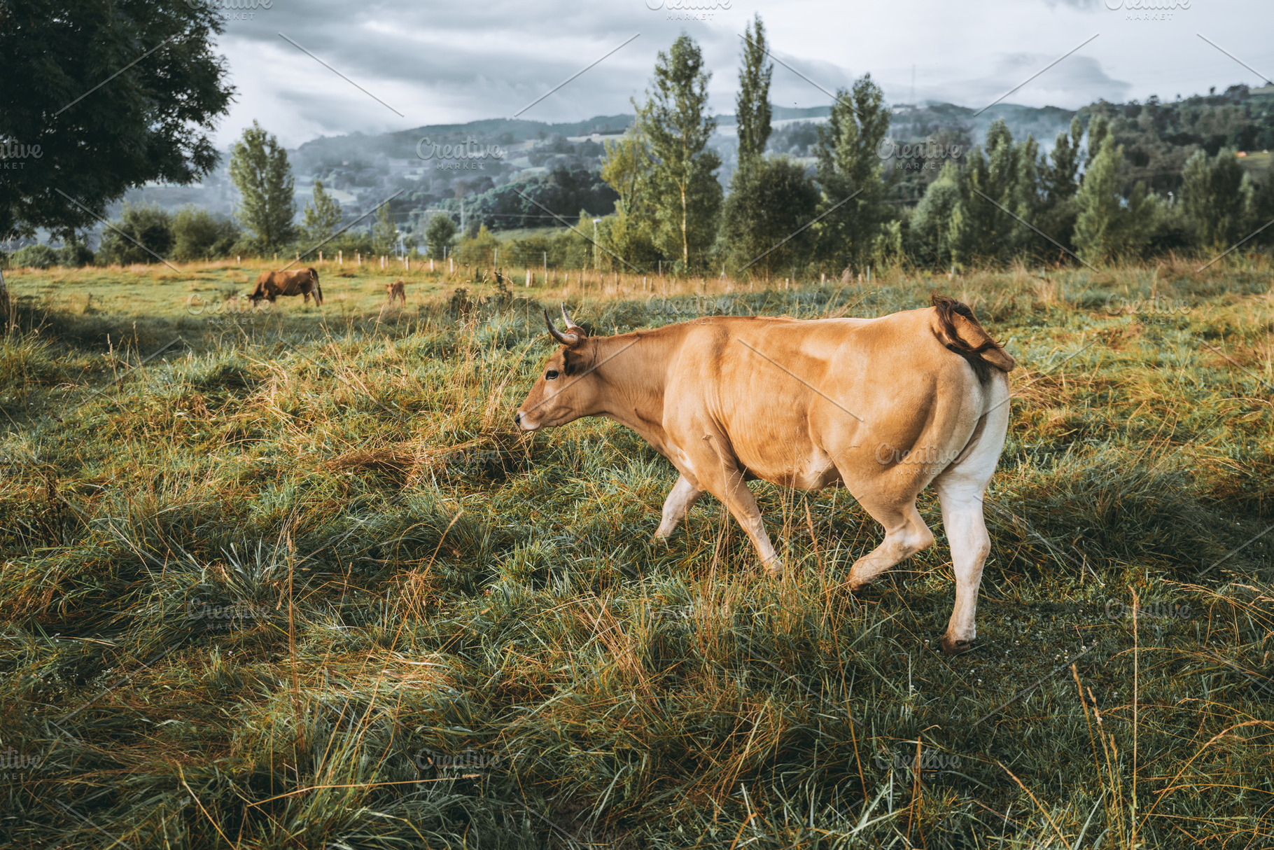 Brown cow in misty green pasture, an Animal Photo by SkyNext