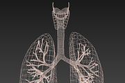 Human internal organs, a Characters & Person 3D Model by konstantin.ermolaev (Thumbnail 45 of 46)