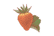 Strawberry and Orange, a Food Illustration by Irina Trusova (Thumbnail 4 of 5)