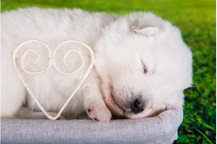 White small Samoyed puppy dog on, an Animal Photo by COLORFUL