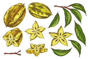 Vector set with an exotic star, a Food Illustration by Sabelskaya