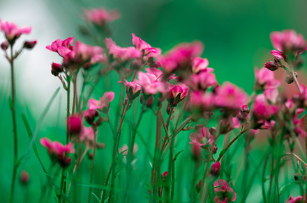 Saxifrage flowers plant in garden, a Nature Photo by LanaSweet