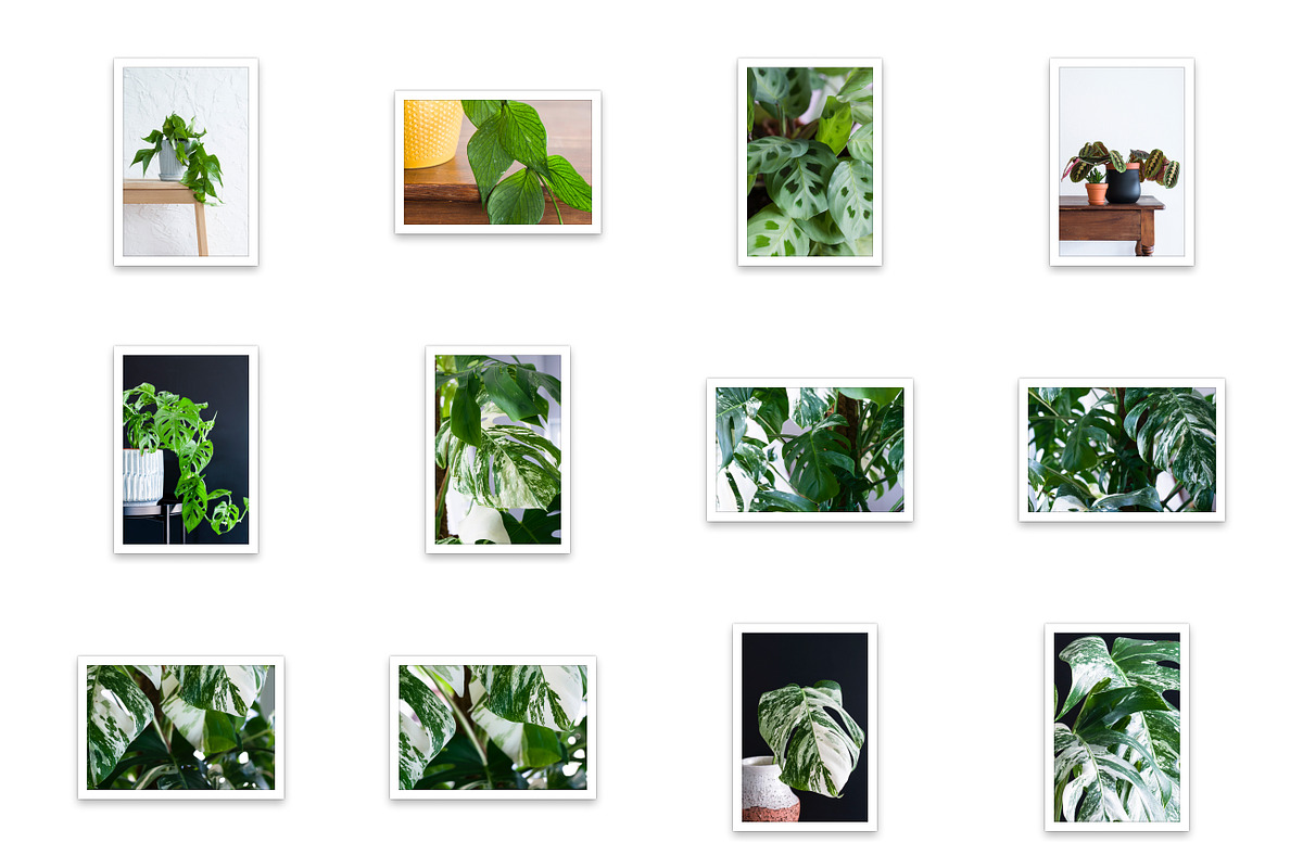 Little Jungle Image Bundle 3, a Nature Photo by Lum3n (Photo 3 of 3)