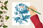 Vintage Botanica Clipart Set, an Illustration by DreamCafeArt (Thumbnail 5 of 6)