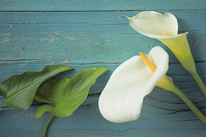 Calla lilies and leaves on blue back stock photo containing blue and wooden, a Food & Drink Photo by creadorimatges