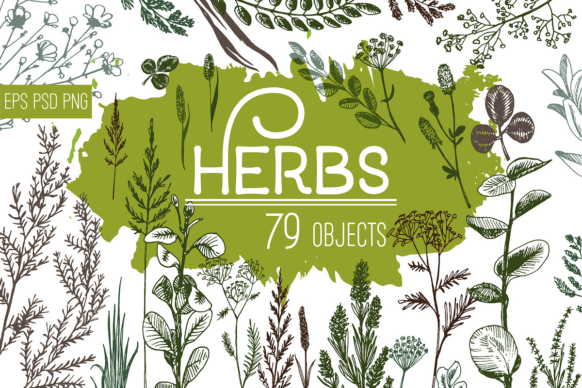 Wild field herbs. Botanical set., a Healthcare Illustration by Alena Kaz (Photo 1 of 12)