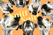 Sniff-Sniff, an Object Graphic by TheCuteShop (Thumbnail 1 of 6)