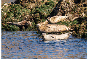 Harbor seals resting on small, a Nature Photo by Backyard Stock