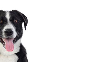 Happy black and white dog with open mouth and tongue out looking, an Animal Photo by José Manuel Gelpi