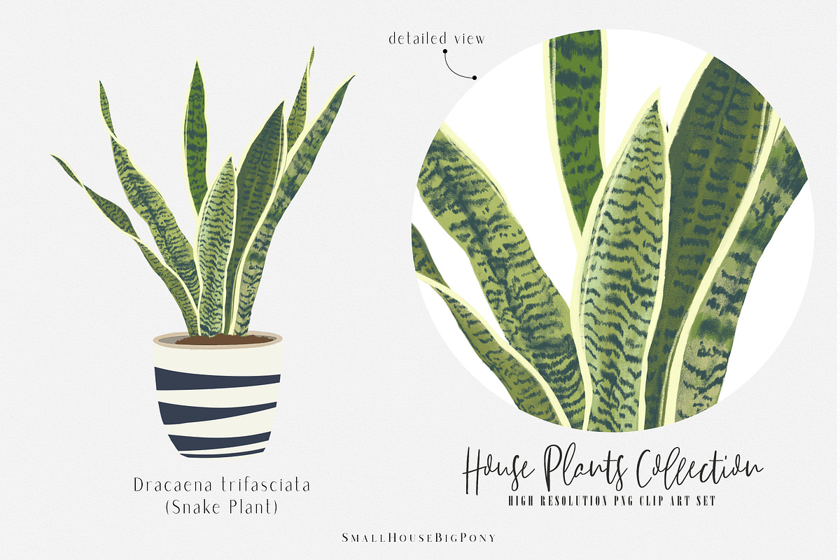 House Plants Collection Set II, a Graphic by SmallHouseBigPony (Photo 11 of 21)